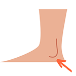 Ankle