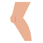 Leg
